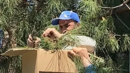 Tokat’ta ağaca oğul veren arıları ekipmansız topladı