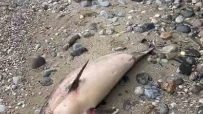 Trabzon’da yunus balığı ölümleri