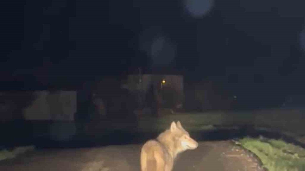 Yerleşim yerine inen kurt cep telefonu ile görüntülendi