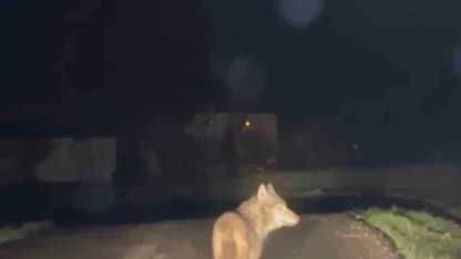 Yerleşim yerine inen kurt cep telefonu ile görüntülendi