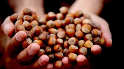 Yılın ilk çeyreğinde 2 bin 784 ton fındık ihraç edildi