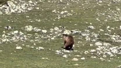 Yürümekte güçlük çeken bozayı ormana böyle ulaşmaya çalıştı