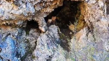 Anne ayı ve yavruları inlerinde dron kamerasıyla görüntülendi