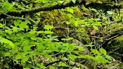 Bolu’da ormanlık alanda gezinen yaban kedisi görüntülendi
