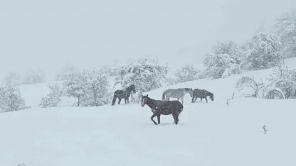 Bolu’da yılkı atları karlar altında görüntülendi