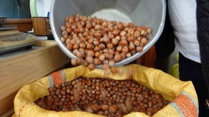 Düzce’den AB ülkelerine 4 bin 452 ton fındık ihraç edildi