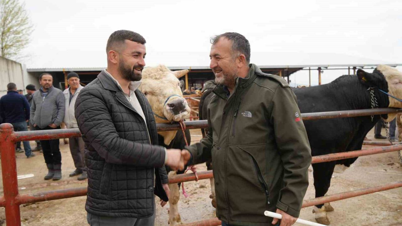Kastamonu’da Kurban Bayramı hareketliliği: 850 kilogramlık tosun 340 bin liraya alıcı buldu