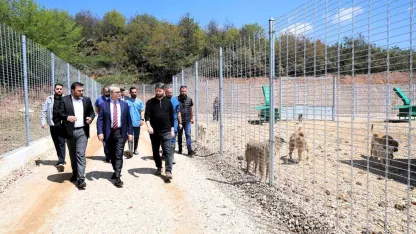 Kocaeli’de 650 köpek kapasiteli yeni barınak hizmete alındı