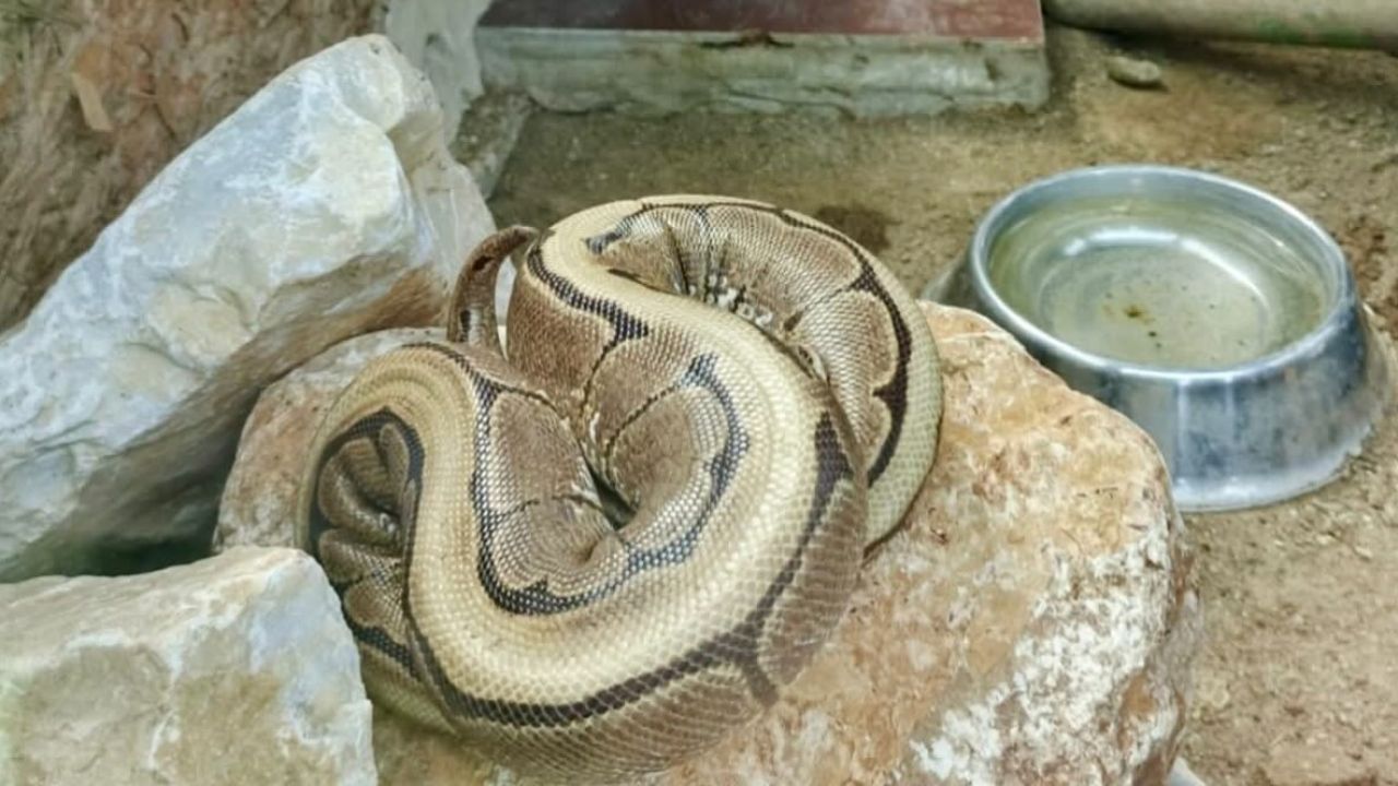 Ordu’da yasa dışı bulundurulan piton ele geçirildi