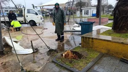 Sakarya’da 25 metrelik kavak ağacı şiddetli rüzgara dayanamadı