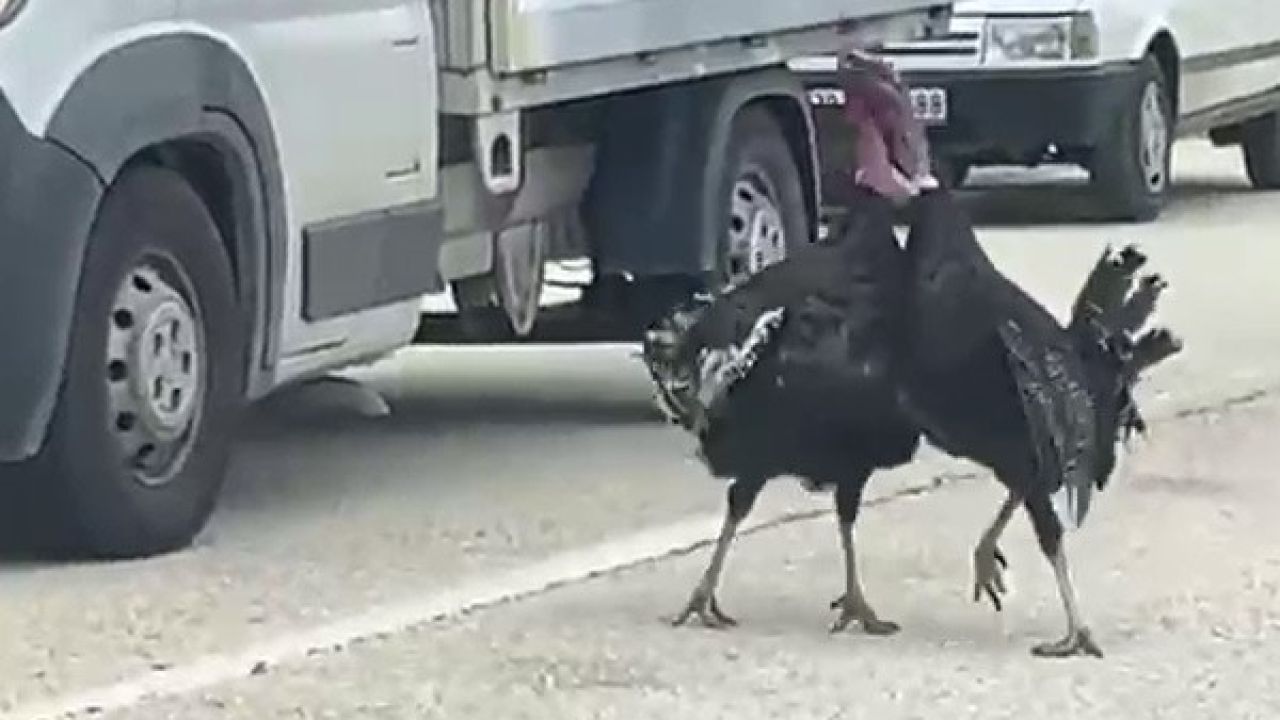 Yol ortasındaki hindi kavgası trafiği durdurdu