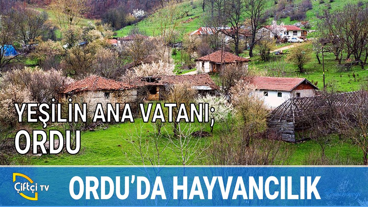 Ordu'da Tarım ve Hayvancılık - BİZİM KÖY