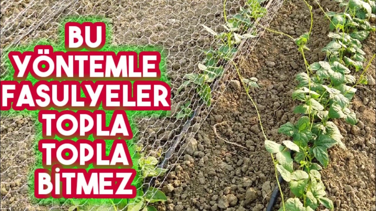 Fasulye Nasıl Ekilir, Muhteşem Ekim Yöntemi