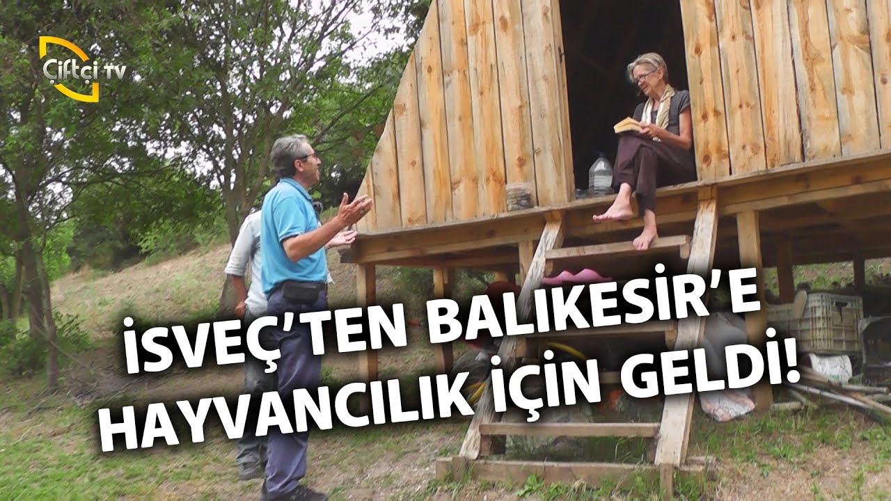 İsveç'ten Balıkesir'e Hayvancılık İçin Geldi! (Salma Sığır Yetiştiriciliği) - Çobanla Baş Başa