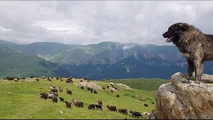 Yaylaların Aslanları: Karadeniz Çoban Köpekleri