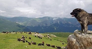 Yaylaların Aslanları: Karadeniz Çoban Köpekleri